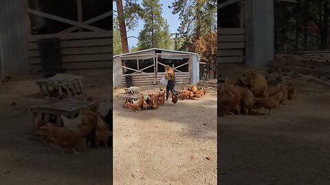 #chickens #freerange #farm #farmlife #farmanimals #homesteading #homestead #feeding #shorts