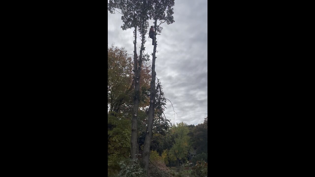 ￼Tree life