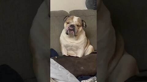 When He Wakes Up He’s Still Asleep 😂 #dogsofyoutube