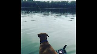 Sturgeon fishing on the Fraser River