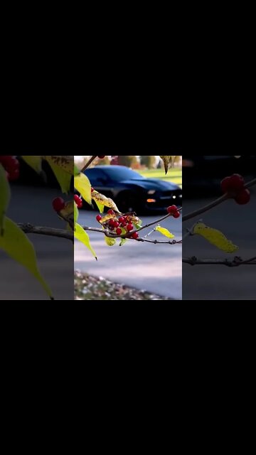 My vibes are always chill #ford #mustangsociety #fordperformance #fordracing #shelby #shorts