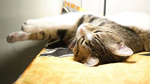 Sleepy Cat Closes His Eyes