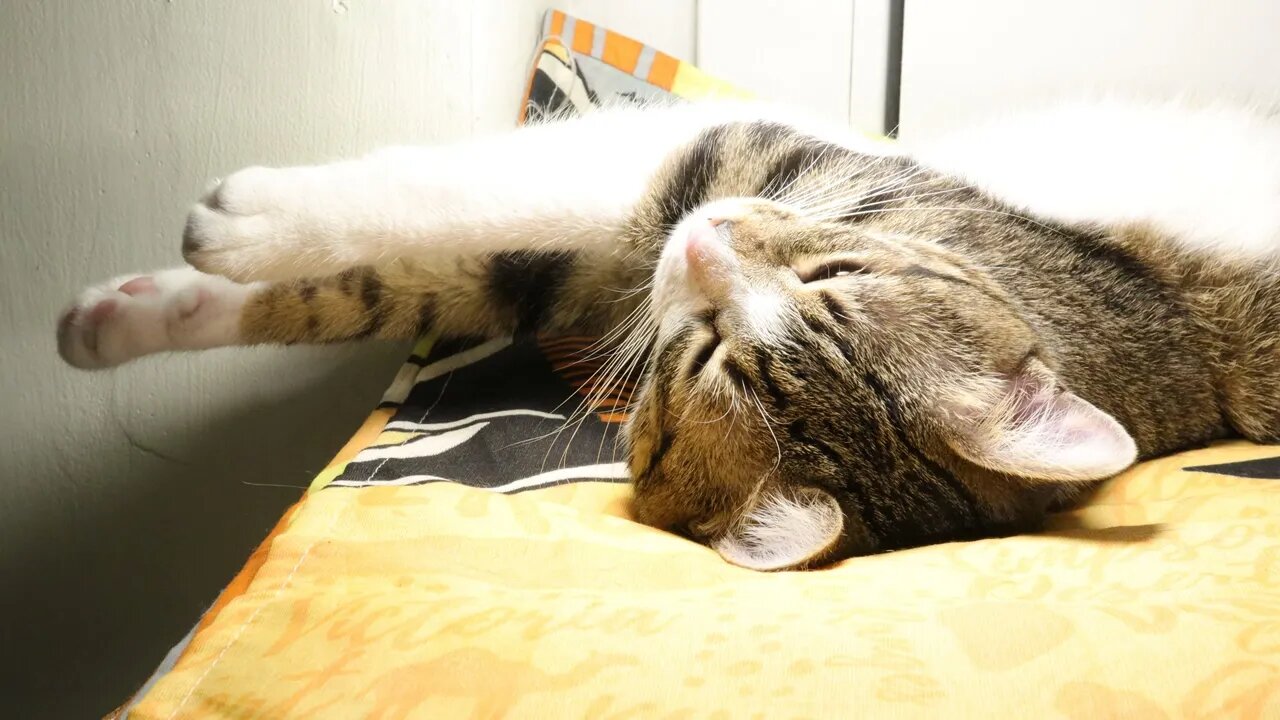 Sleepy Cat Closes His Eyes