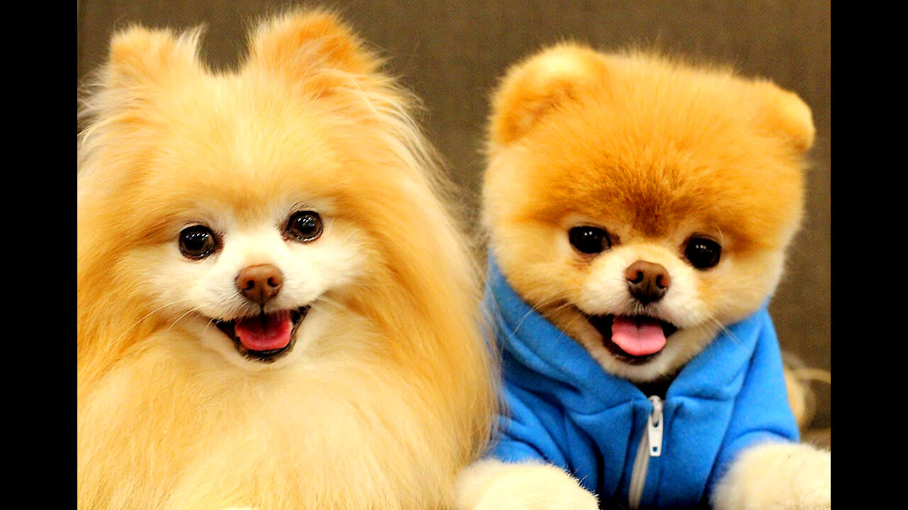 Cute Puppies 😍 Cute Funny and Smart Dogs Compilación # 1 Cute Buddy