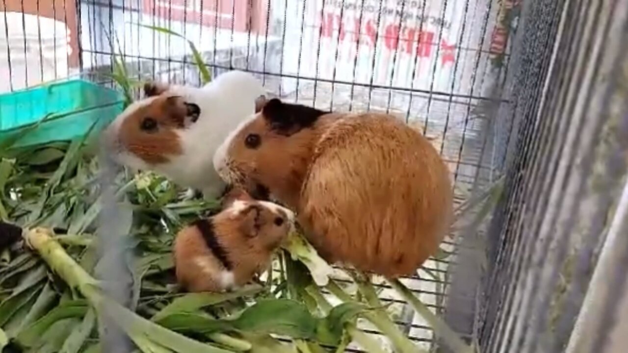 Hamsters playtime so cute