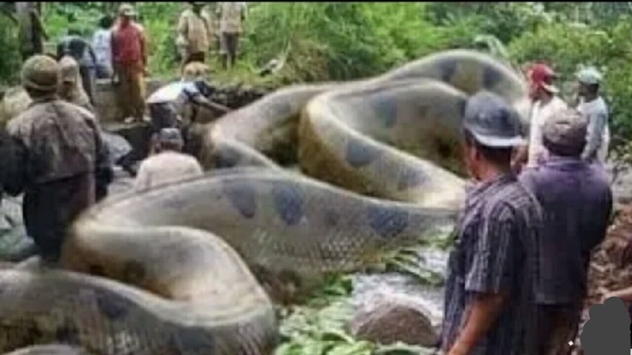 Giant_Snake_Anaconda_Animal_Planet_Documentary