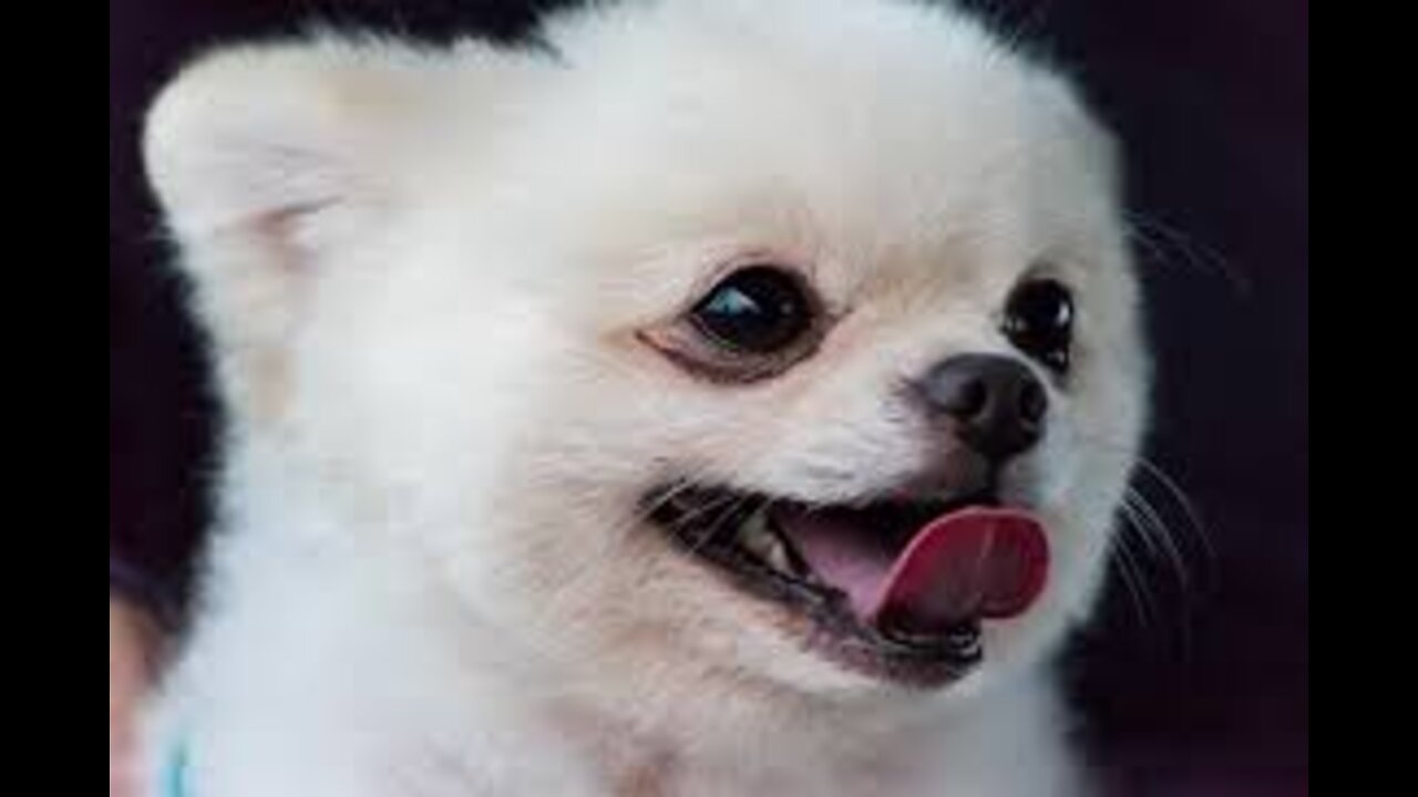 Most Famous Pomeranian cute Videos