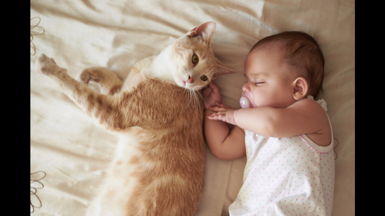 Cat meeting babies for the first time! Epic reactions