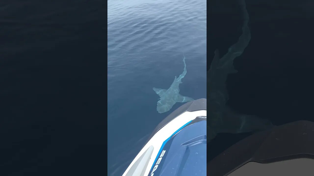 Surrounded by sharks on jet ski (Don’t fall in) #shorts