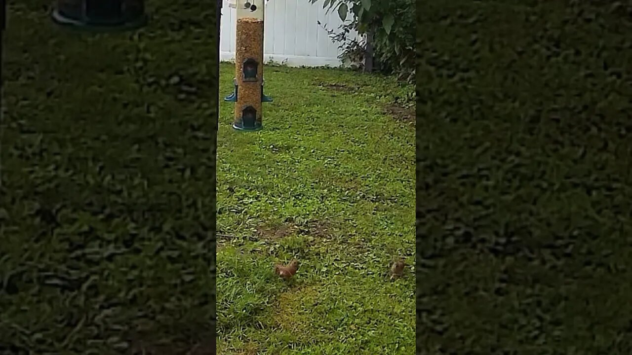 Bird Fights #bird #birdcam #upstate