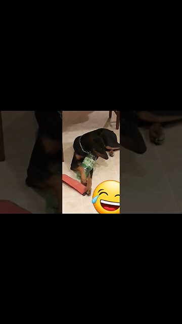 #Doberman CHEWED up my Bottle!🤣 #dobermans #dobies #dobermanlove #dobermanplanet #dog #busted #chew
