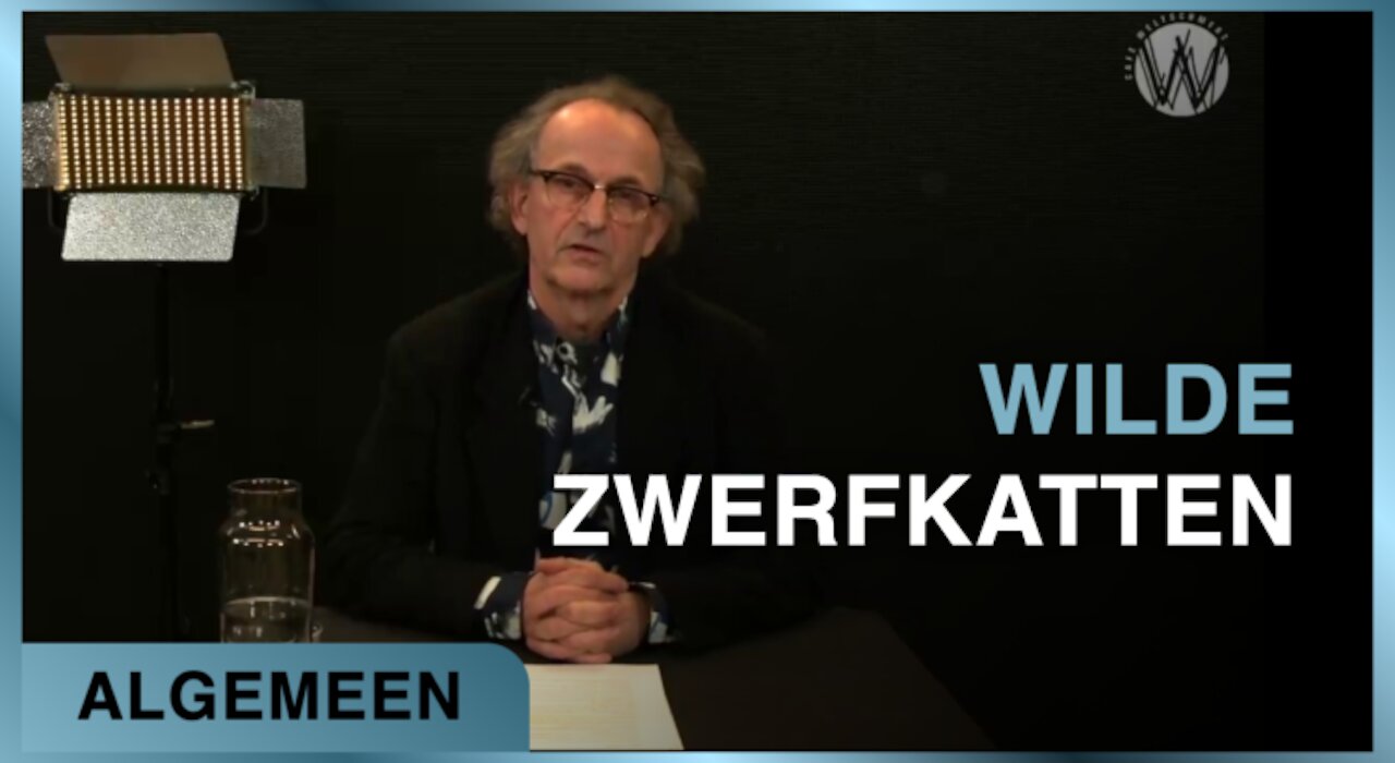 Wilde Zwerfkatten | Ate de Jong