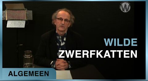 Wilde Zwerfkatten | Ate de Jong