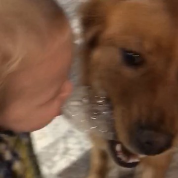 A Boy And A Dog Bite Two Ends Of A Water Bottle