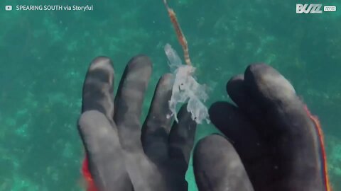 Sub trova un cavalluccio marino intrappolato nella plastica