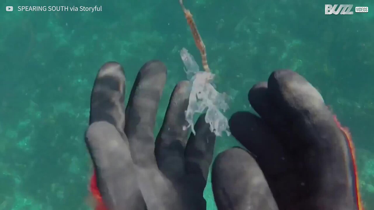 Sub trova un cavalluccio marino intrappolato nella plastica