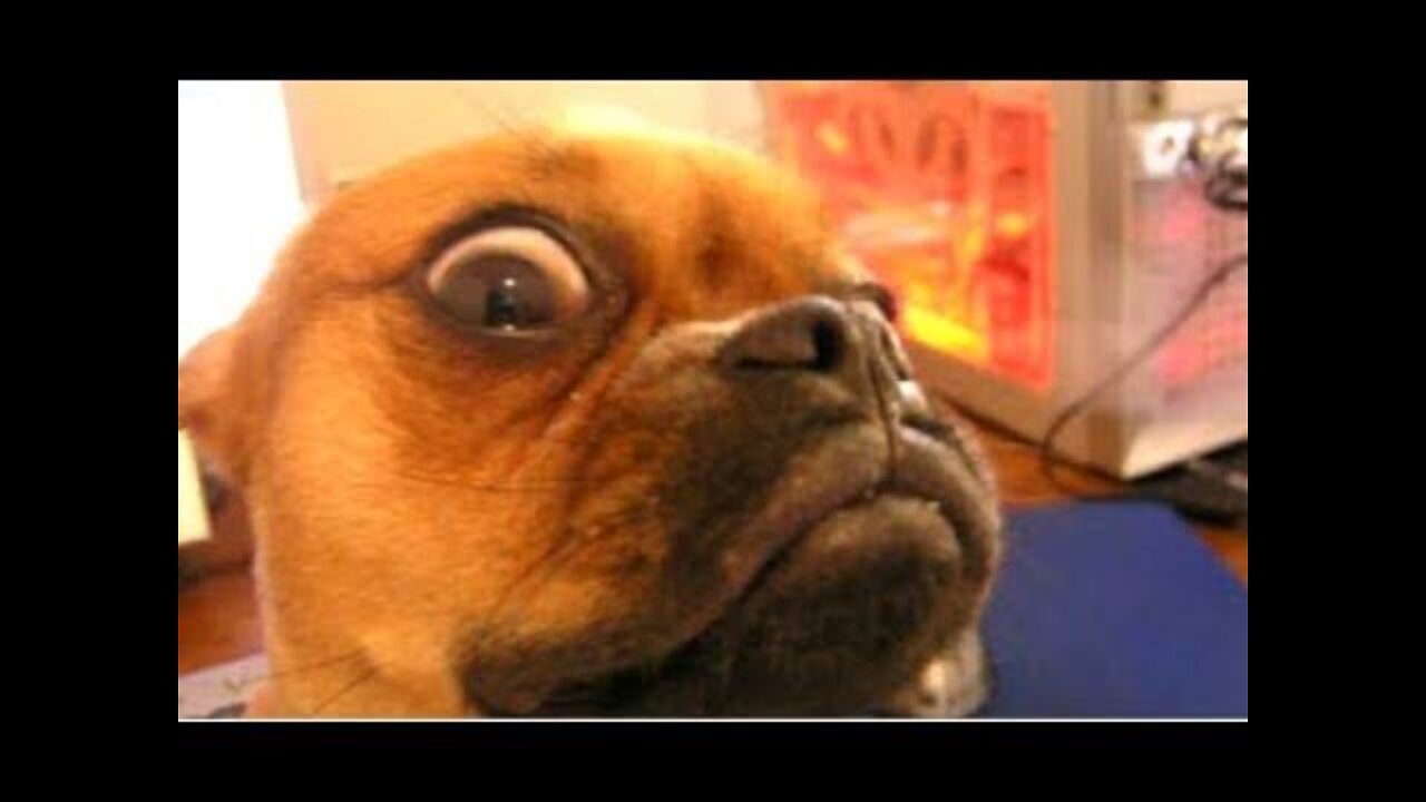 SO FUNNY😂😂 Super Dogs And Cats Reaction Videos ▶️1