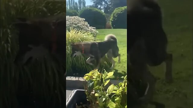 Zara hunts for lizards!