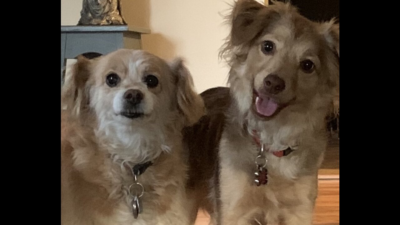 Excited doggies welcoming me home.