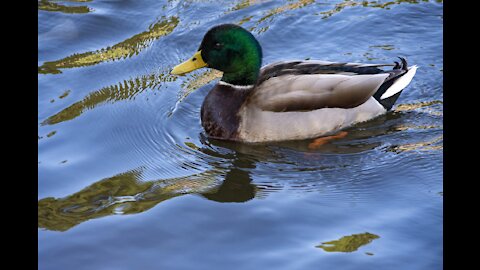 Cutest Duck Ever Seen In My Life Time (WOW😯)