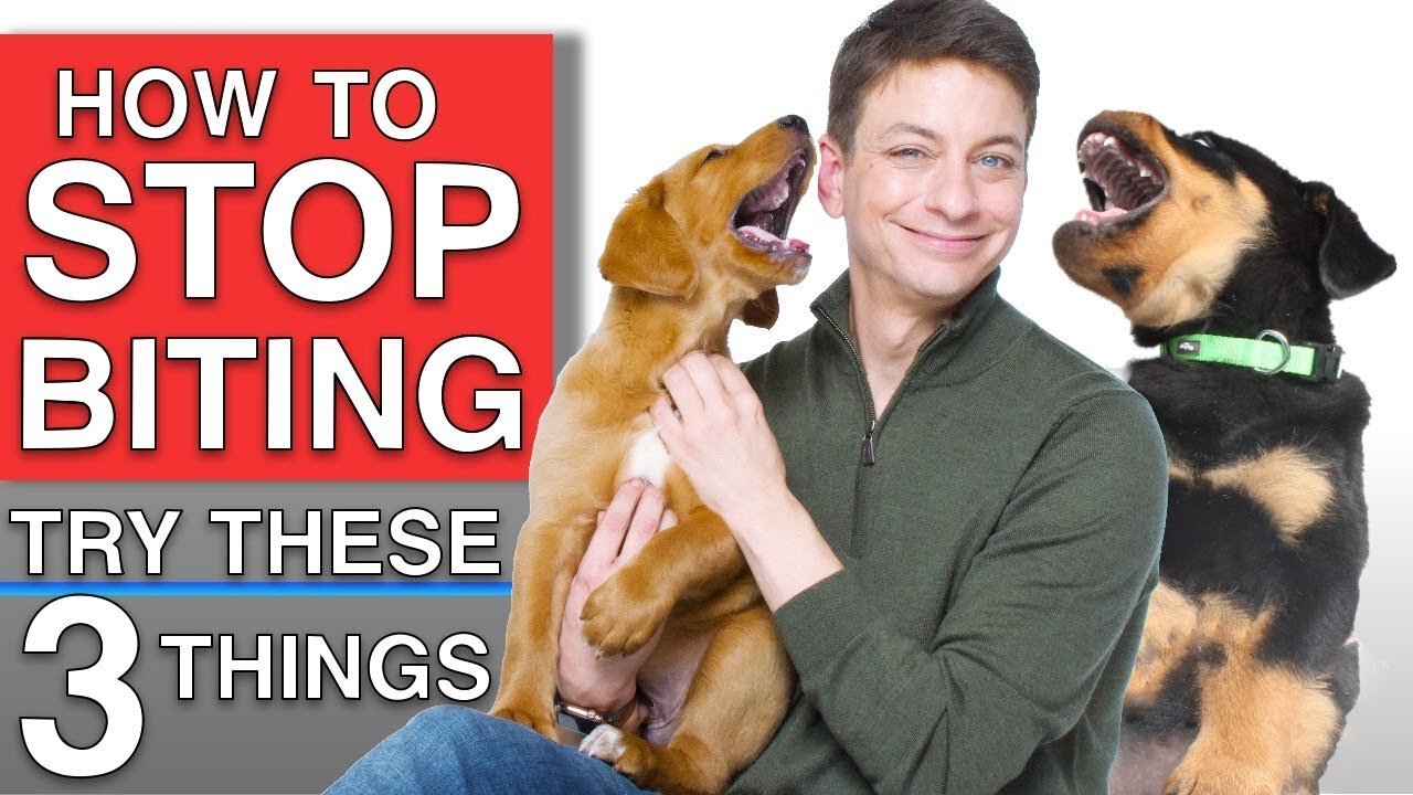 how to train your dog or poppy to stop biting you: 3 things you need that will work