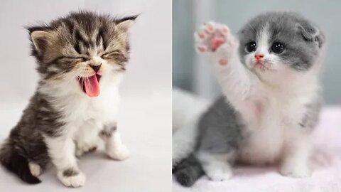 Funniest cats video compilation🐱best animals video🐱