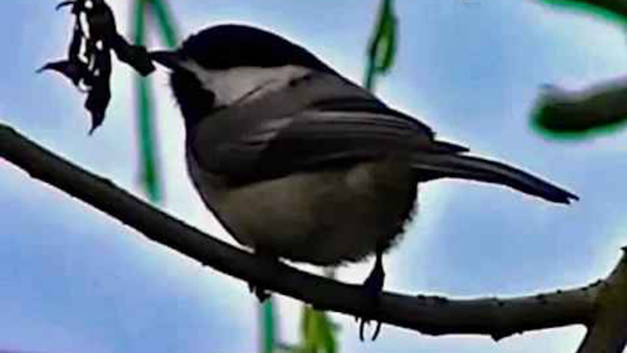 IECV NV #84 - 👀 A Chickadee In The Weeping Willow Tree 3-23-2015