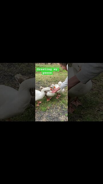 Greeting my geese #geese #freerange #pilgrimgeese