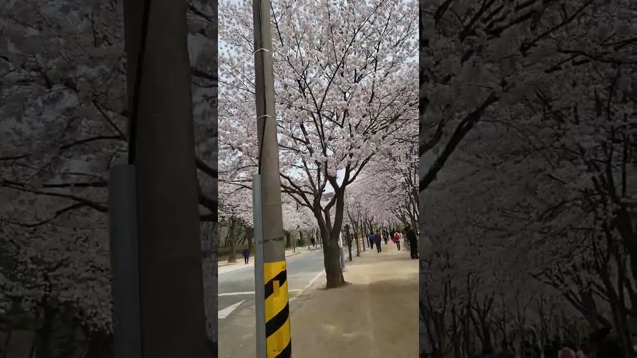 인천대공원 날마다오지 않는 2023년 마지막 벚꽃터널 벚꽃의 끝장판