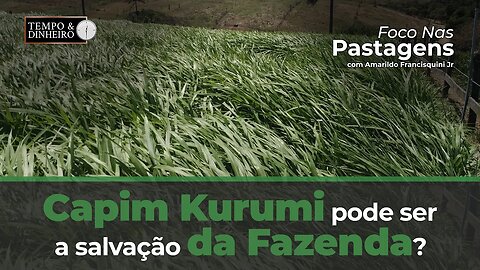 Capim Kurumi pode ser a salvação da minha fazenda?