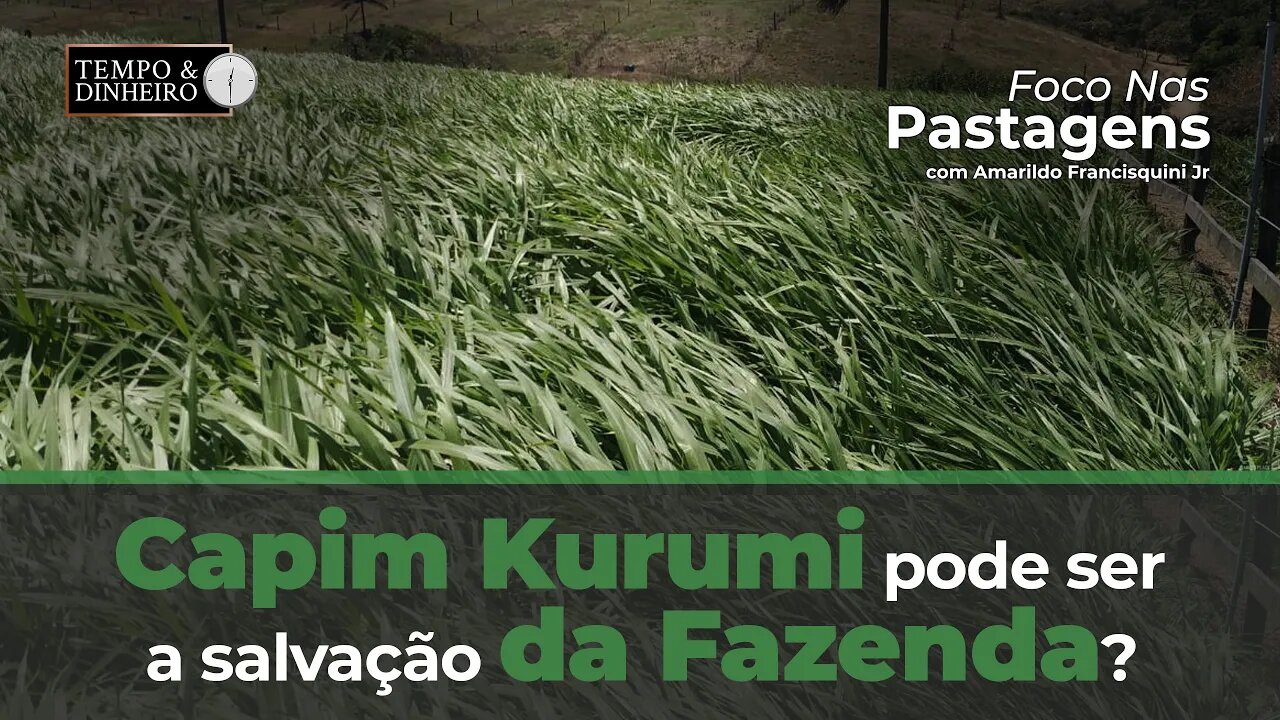 Capim Kurumi pode ser a salvação da minha fazenda?