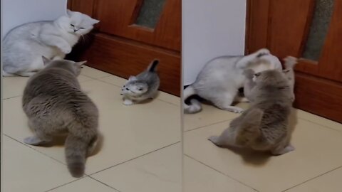 Kitty Sees Neighbor Cat Nemesis At Front Door, Meows The House Down