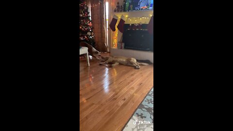 Lazy Golden Retriever tug of war