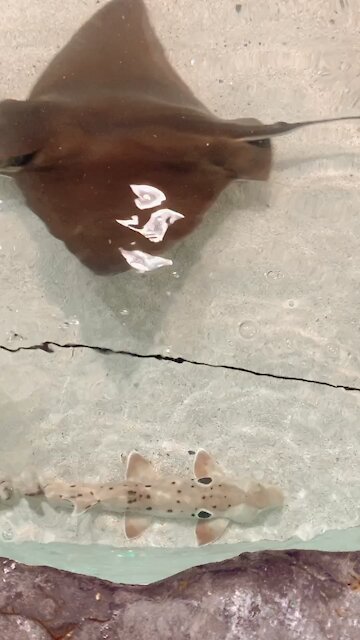 Stingray Touch Tank