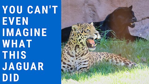 Jaguar-drinking water in the cold well and gets scared