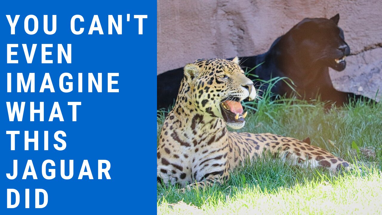 Jaguar-drinking water in the cold well and gets scared