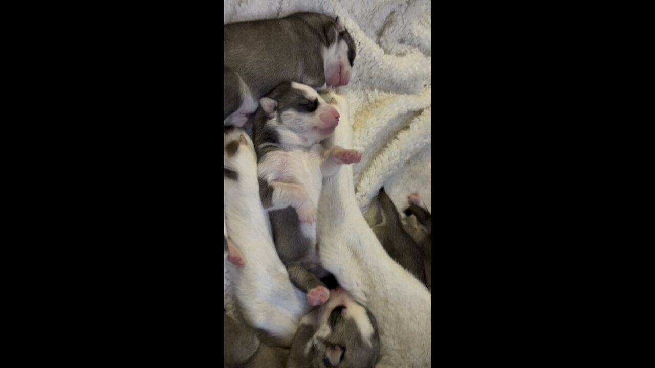 Kita’s babies turn five days old today!