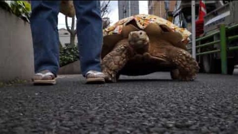 カメは世界一素晴らしくてかわいい爬虫類の一種