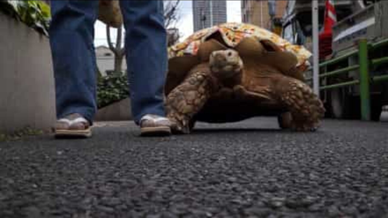 カメは世界一素晴らしくてかわいい爬虫類の一種