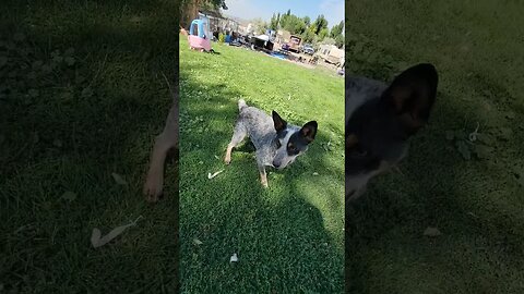 3 legged wonder #dog #fetch #puppy #animal #farmlife #ranch