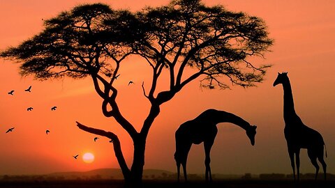 wild is life ! Most Beautiful places in the world