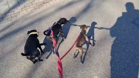 3 DOGS 1 HAND: MADE Easy! Leashwalking patterdale terriers