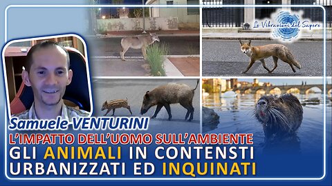 L'impatto dell'uomo sull'ambiente: animali in contesti urbanizzati ed inquinati - Samuele Venturini