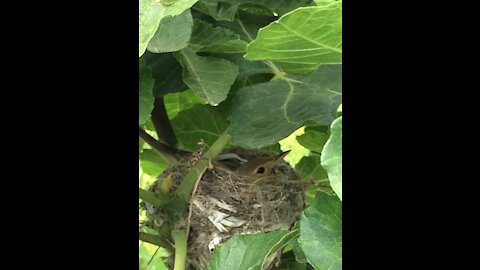 Oiseaux dans la nature