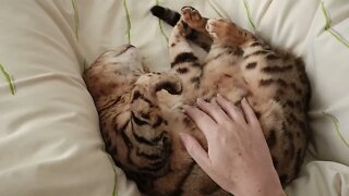 Petting my sleepy cat's tummy 🐱🐆 #bengalcat #tummytrap #cutecat