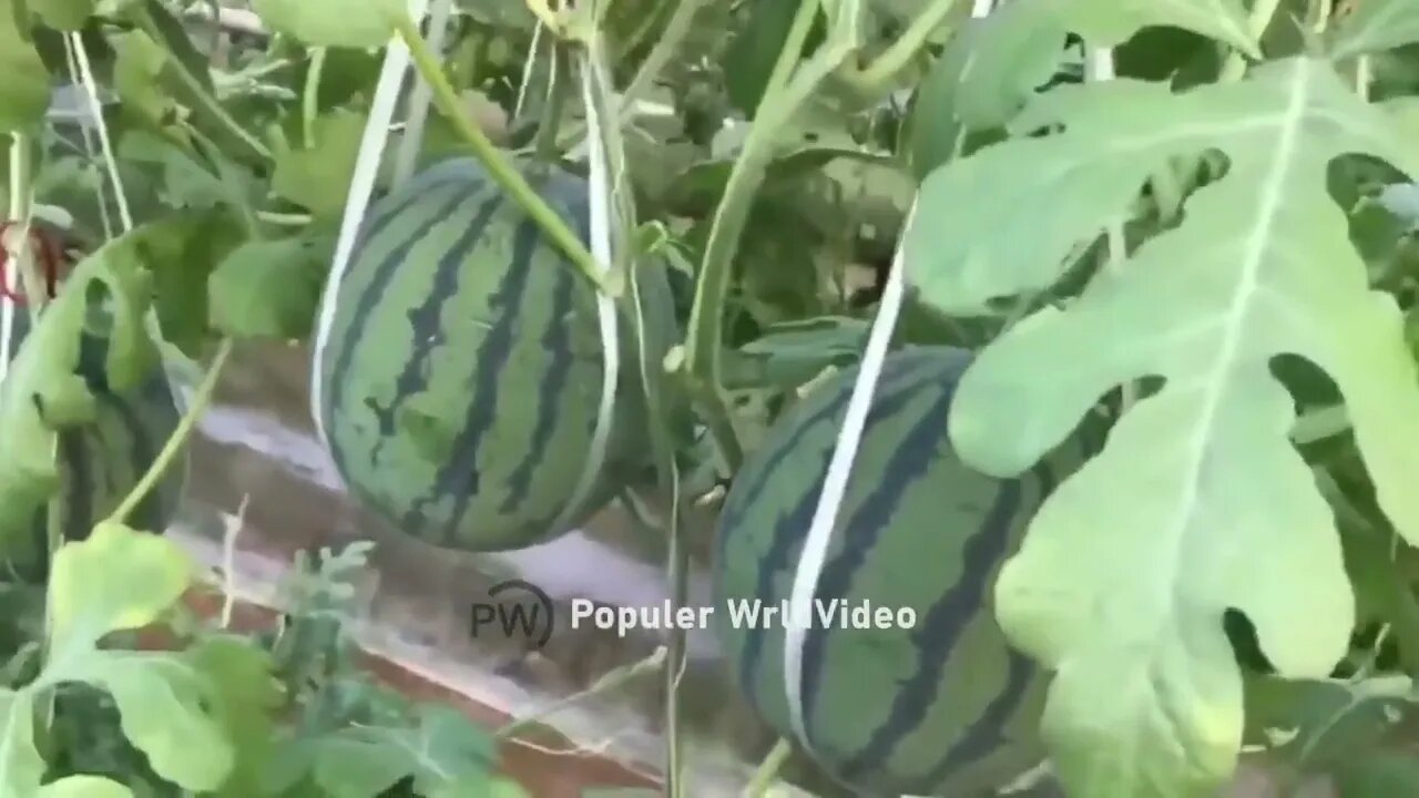 This is how China produces 100 million watermelons Watermelon production 8