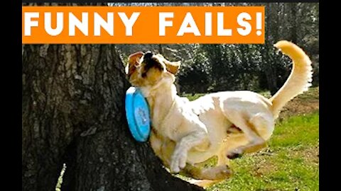 Animals FUNNY PET FAILS Epic Pet Videos Moments