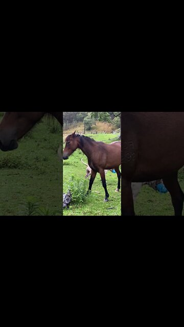 Dog Trampled by Horse is Now Respectful! Watch till end when the brown horse comes in