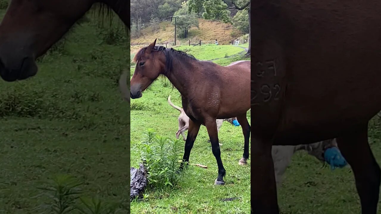 Dog Trampled by Horse is Now Respectful! Watch till end when the brown horse comes in