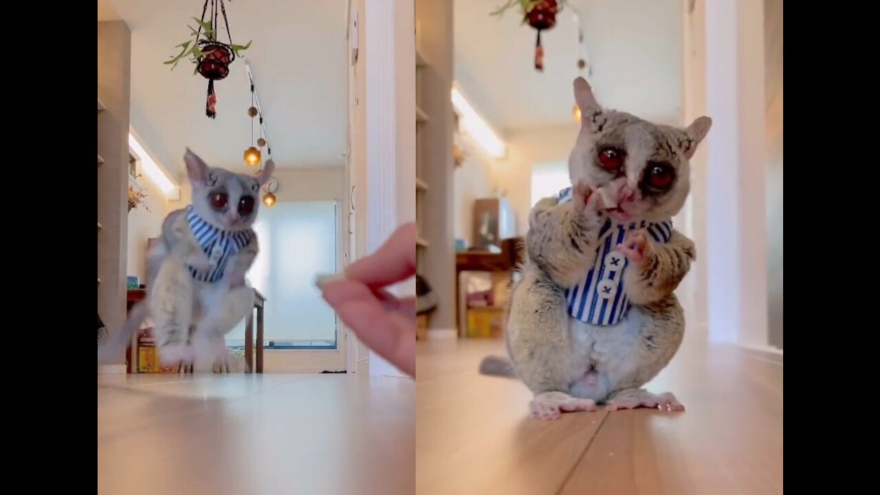 A very cute, humorous and well-dressed lemur having the life of a prince